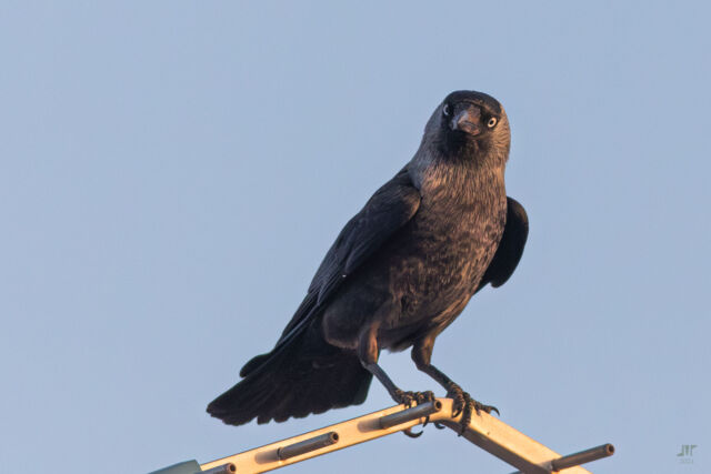 This beauty needs a name, please, although I don't even know if it's male or female.