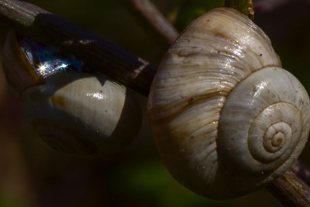 in <a href='https://perezrayego.com/wp-content/uploads/2025/10/17_epod_caracol-copia2.jpg'>epod</a>